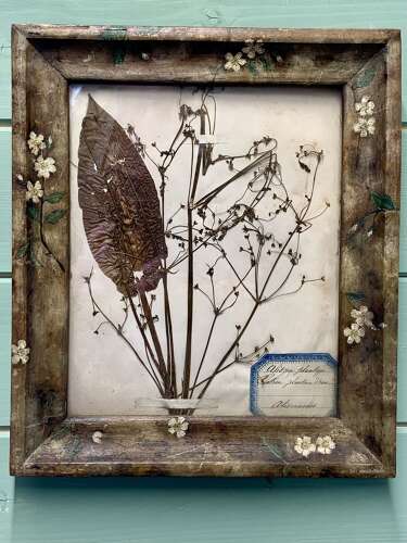 HERBARIUM IN A FOLK ART FRAME