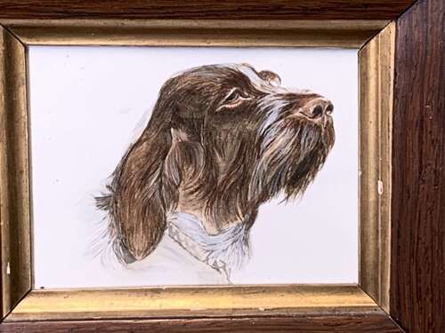Early 20th Century Watercolour Portrait Of A Wire Haired Pointer