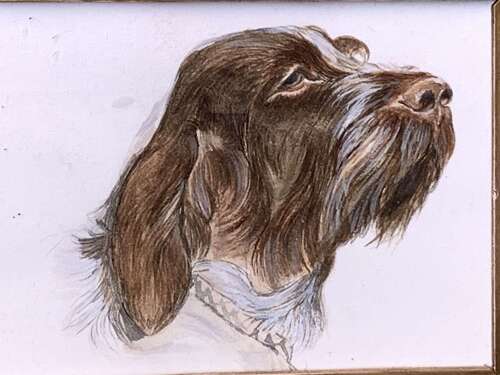 Early 20th Century Watercolour Portrait Of A Wire Haired Pointer