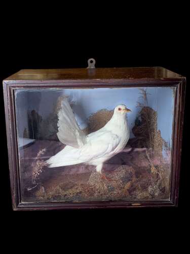 A Rare Victorian Taxidermy Of A Fan Tailed Racing Pigeon