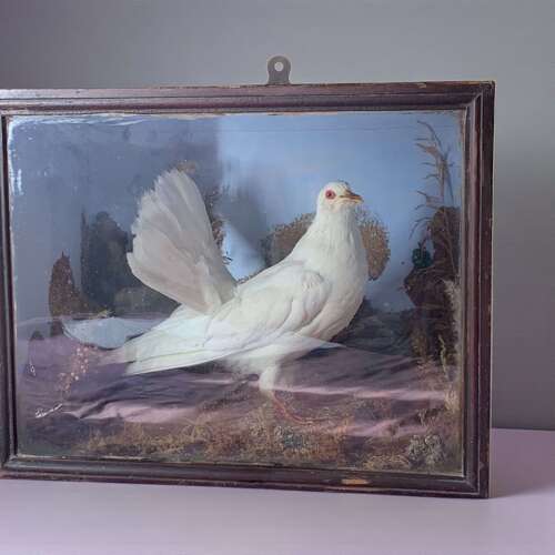 A Rare Victorian Taxidermy Of A Fan Tailed Racing Pigeon