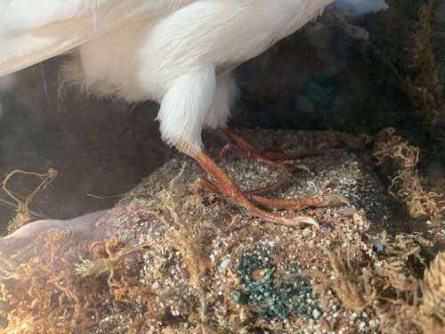 A Rare Victorian Taxidermy Of A Fan Tailed Racing Pigeon