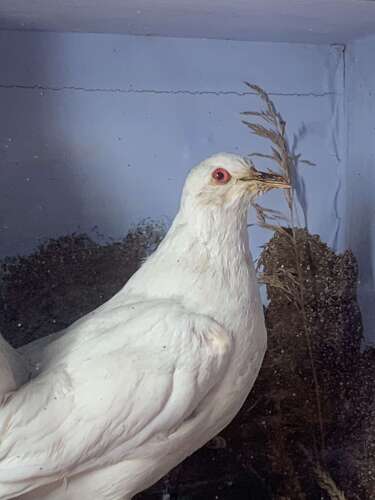 A Rare Victorian Taxidermy Of A Fan Tailed Racing Pigeon