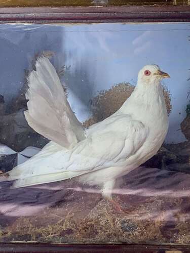 A Rare Victorian Taxidermy Of A Fan Tailed Racing Pigeon