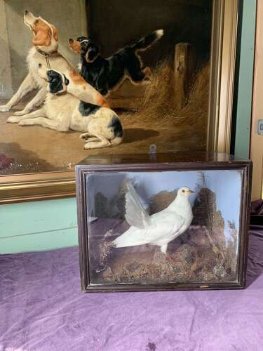 A Rare Victorian Taxidermy Of A Fan Tailed Racing Pigeon