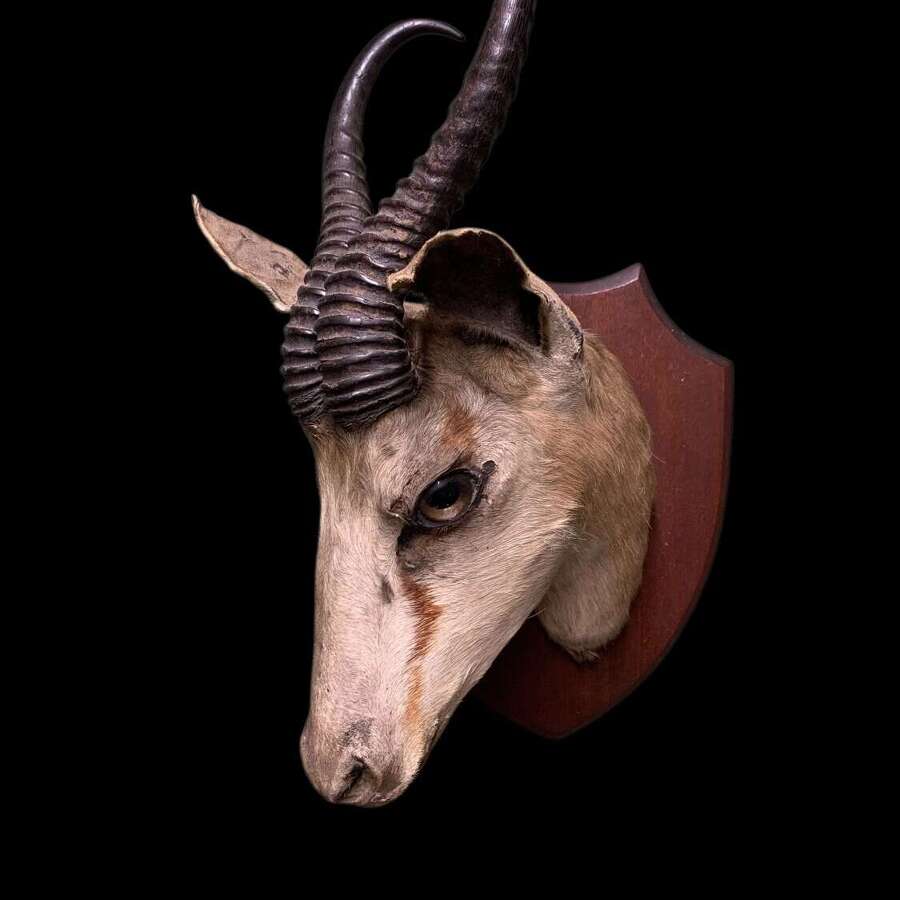 Antique Taxidermy Of A Springbok (gazelle)