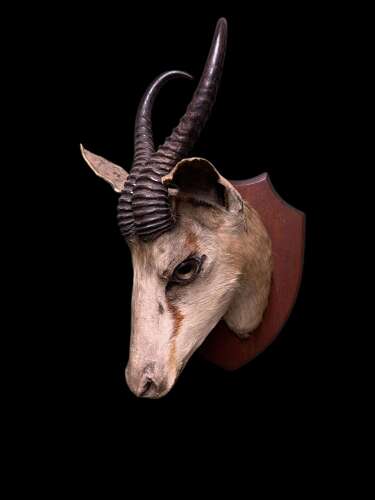 Antique Taxidermy Of A Springbok (gazelle)