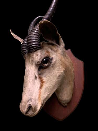 Antique Taxidermy Of A Springbok (gazelle)