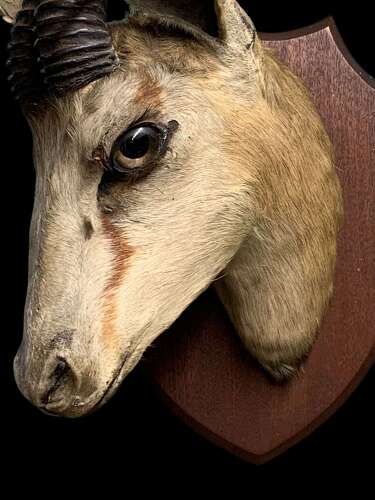 Antique Taxidermy Of A Springbok (gazelle)
