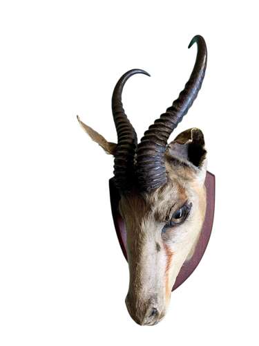 Antique Taxidermy Of A Springbok (gazelle)