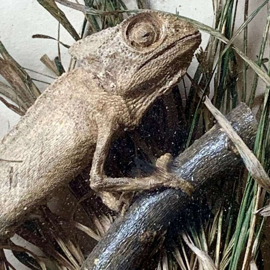 Rare Taxidermy Of 2 Chameleons By J Crewson
