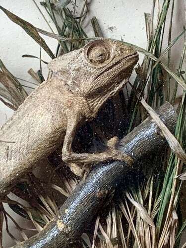 Rare Taxidermy Of 2 Chameleons By J Crewson