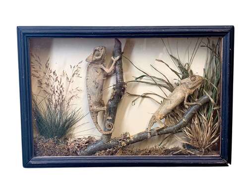 Rare Taxidermy Of 2 Chameleons By J Crewson