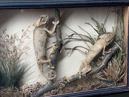 Rare Taxidermy Of 2 Chameleons By J Crewson
