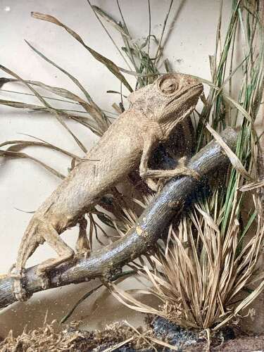 Rare Taxidermy Of 2 Chameleons By J Crewson