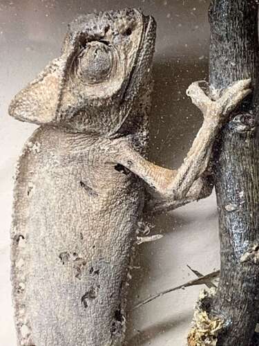 Rare Taxidermy Of 2 Chameleons By J Crewson