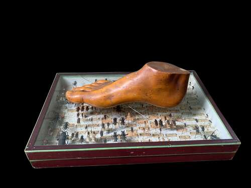 Artist Model Of A Foot