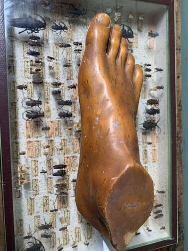 Artist Model Of A Foot