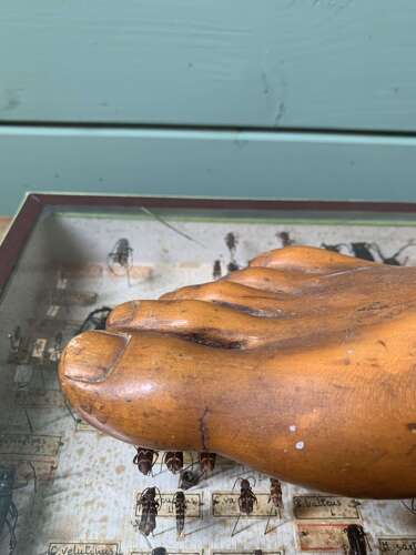 Artist Model Of A Foot