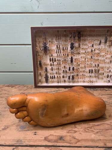 Artist Model Of A Foot