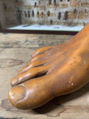 Artist Model Of A Foot