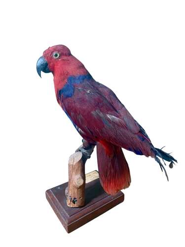 A Mid Century Taxidermy Parrot