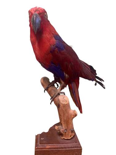 A Mid Century Taxidermy Parrot
