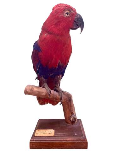 A Mid Century Taxidermy Parrot