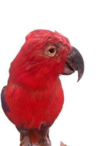 A Mid Century Taxidermy Parrot