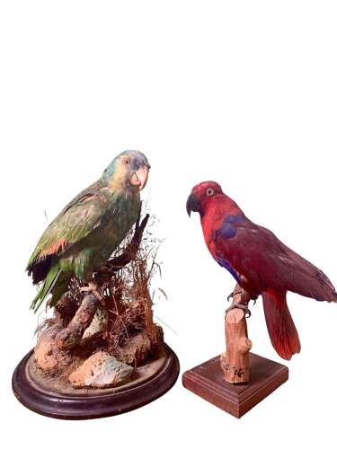 A Mid Century Taxidermy Parrot