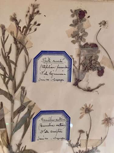 Set Of 4 French Herbariums