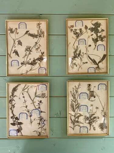 Set Of 4 French Herbariums