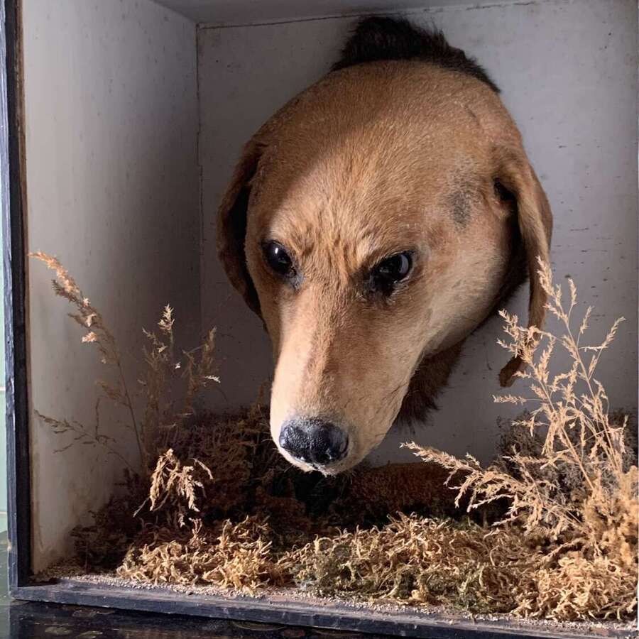 Edwardian Taxidermy Of A Dog&rsquo;s Head