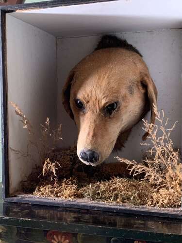 Edwardian Taxidermy Of A Dog’s Head