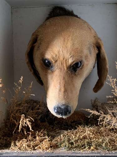 Edwardian Taxidermy Of A Dog’s Head