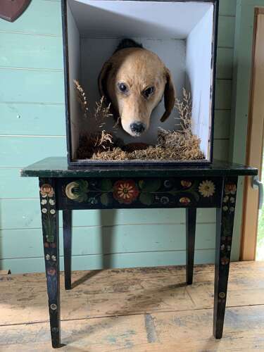 Edwardian Taxidermy Of A Dog’s Head