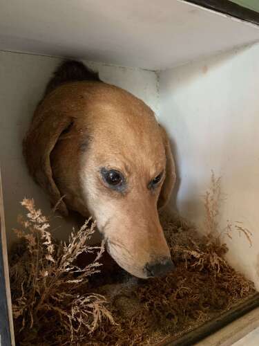 Edwardian Taxidermy Of A Dog’s Head