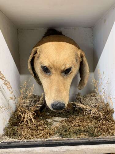 Edwardian Taxidermy Of A Dog’s Head