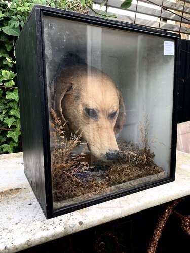 Edwardian Taxidermy Of A Dog’s Head