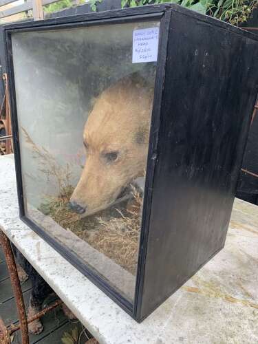 Edwardian Taxidermy Of A Dog’s Head