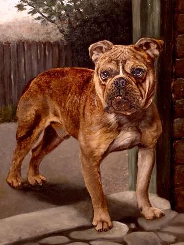 AN ENGLISH BULLDOG - OIL ON BOARD