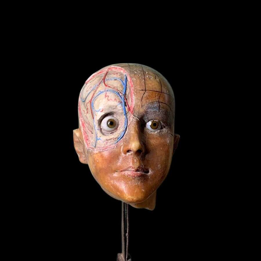LIFE SIZE EARLY ANATOMICAL WAX HEAD