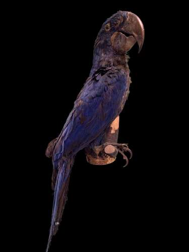 LARGE EARLY 20th CENTURY HYACINTH MACAW