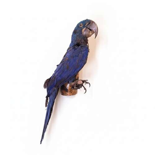 LARGE EARLY 20th CENTURY HYACINTH MACAW