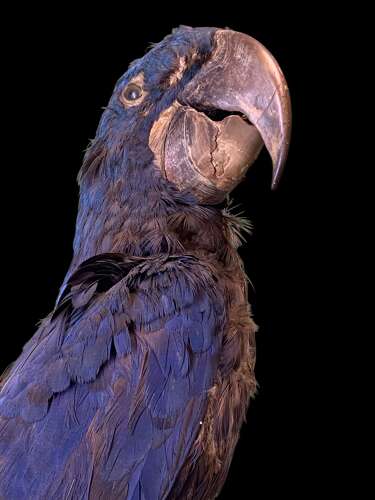 LARGE EARLY 20th CENTURY HYACINTH MACAW