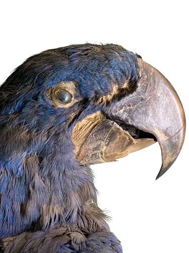 LARGE EARLY 20th CENTURY HYACINTH MACAW