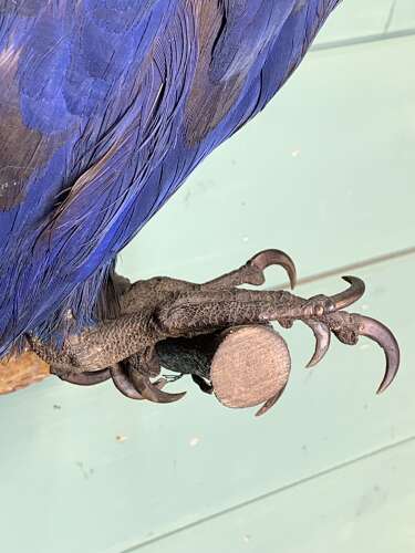 LARGE EARLY 20th CENTURY HYACINTH MACAW