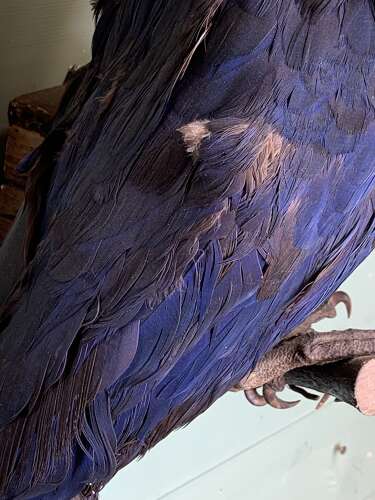 LARGE EARLY 20th CENTURY HYACINTH MACAW