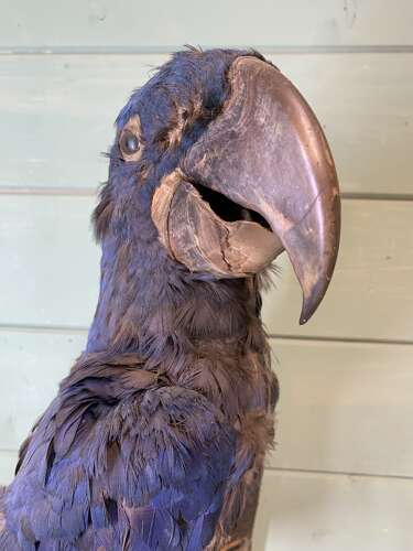 LARGE EARLY 20th CENTURY HYACINTH MACAW
