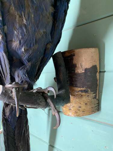 LARGE EARLY 20th CENTURY HYACINTH MACAW